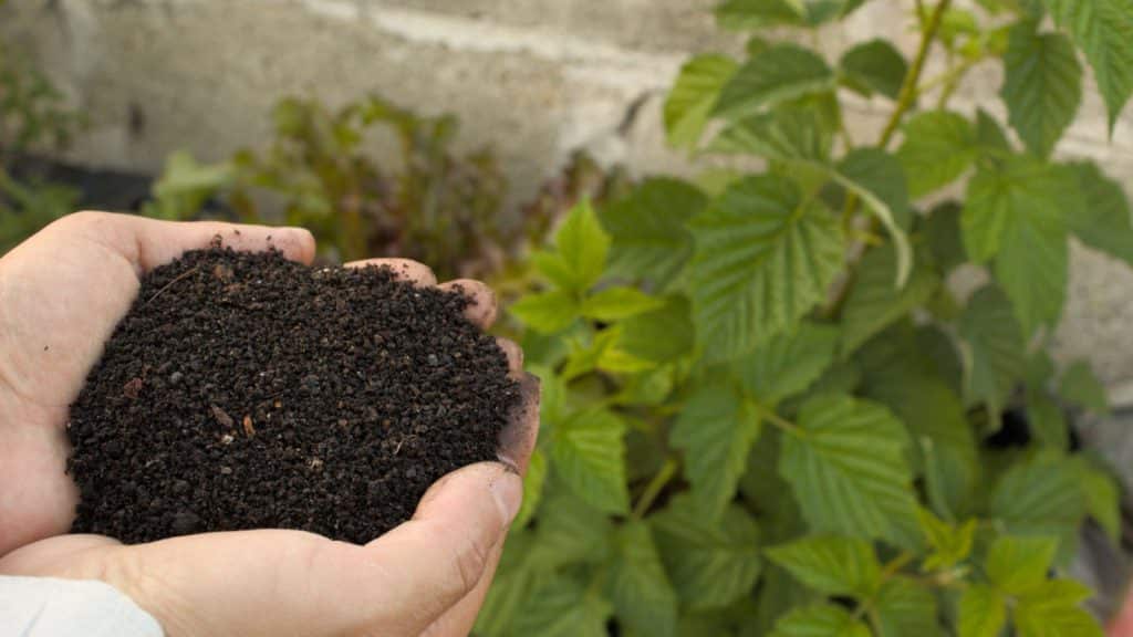 Bien fertiliser son bonsaï : les apports nutritifs au fil de l&rsquo;année