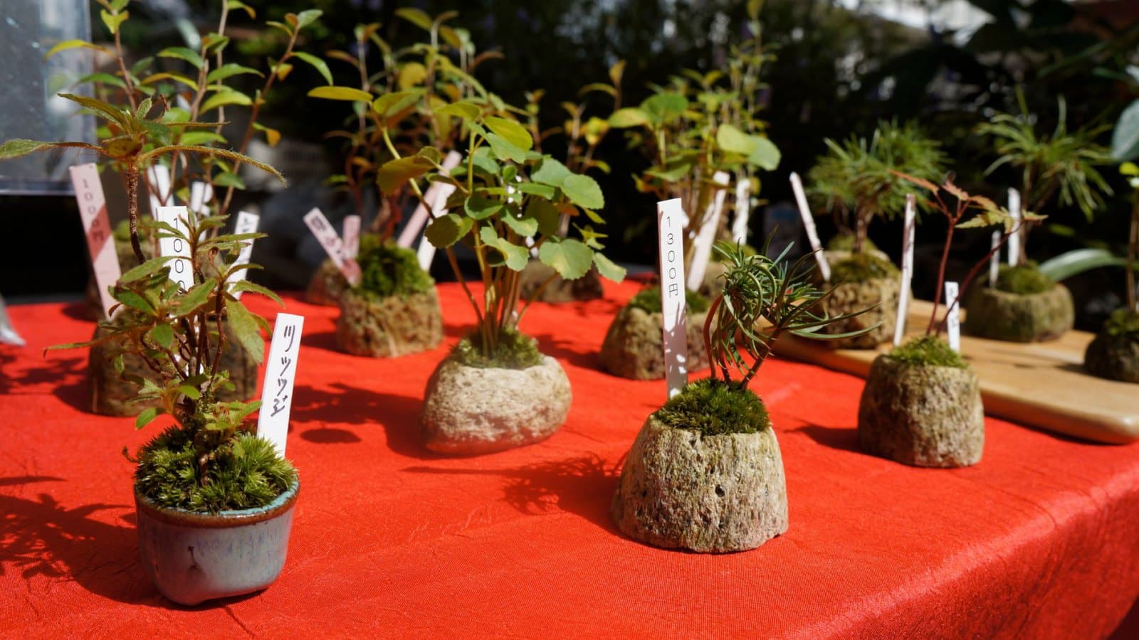 Son premier bonsaï : les espèces adaptées aux débutants