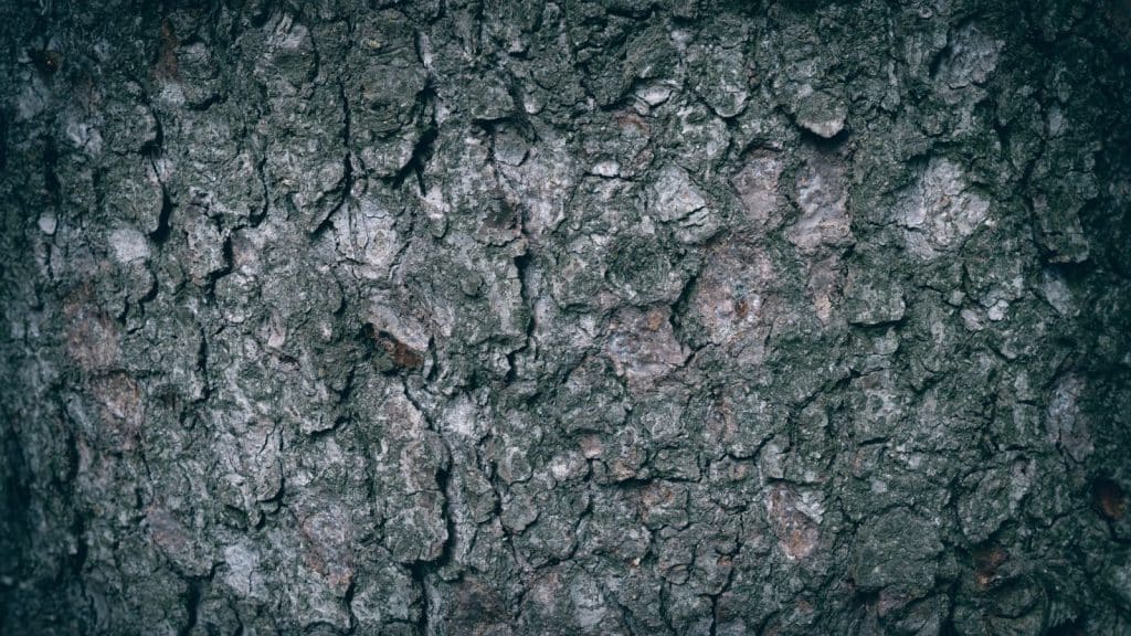 Yamadori et pièces de collection : ce qui distingue les bonsaïs d&rsquo;exception