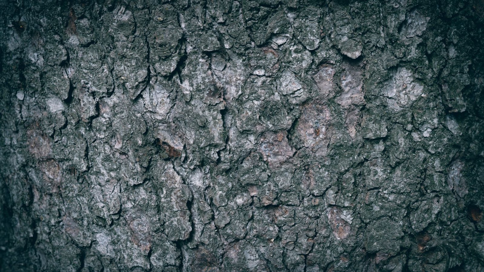 Yamadori et pièces de collection : ce qui distingue les bonsaïs d&rsquo;exception